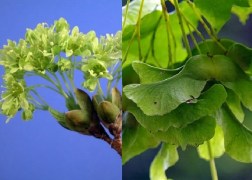 Acer platanoides / Korai juhar